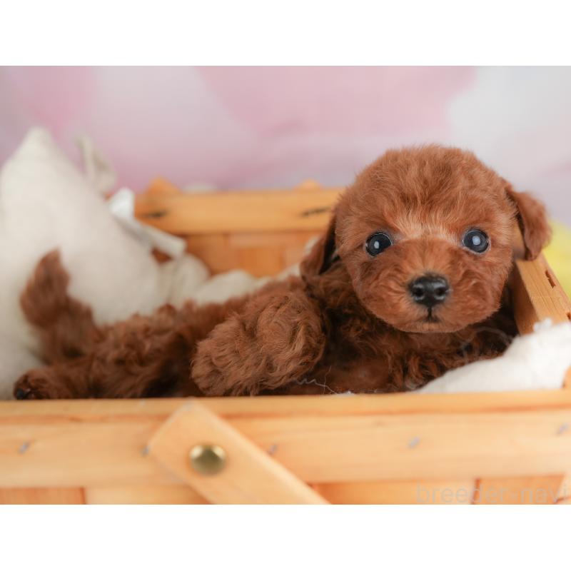 成約済の埼玉県のトイプードル-446452の6枚目