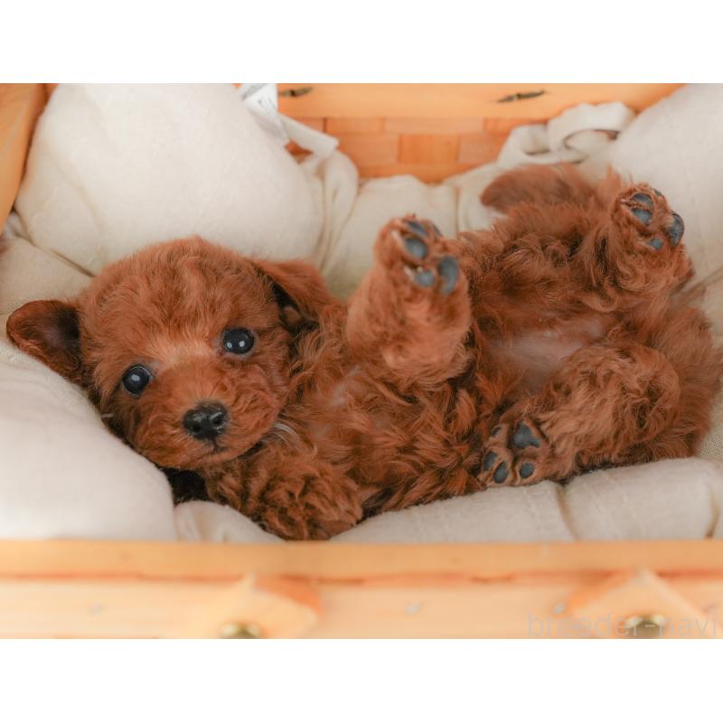 成約済の埼玉県のトイプードル-446452の4枚目