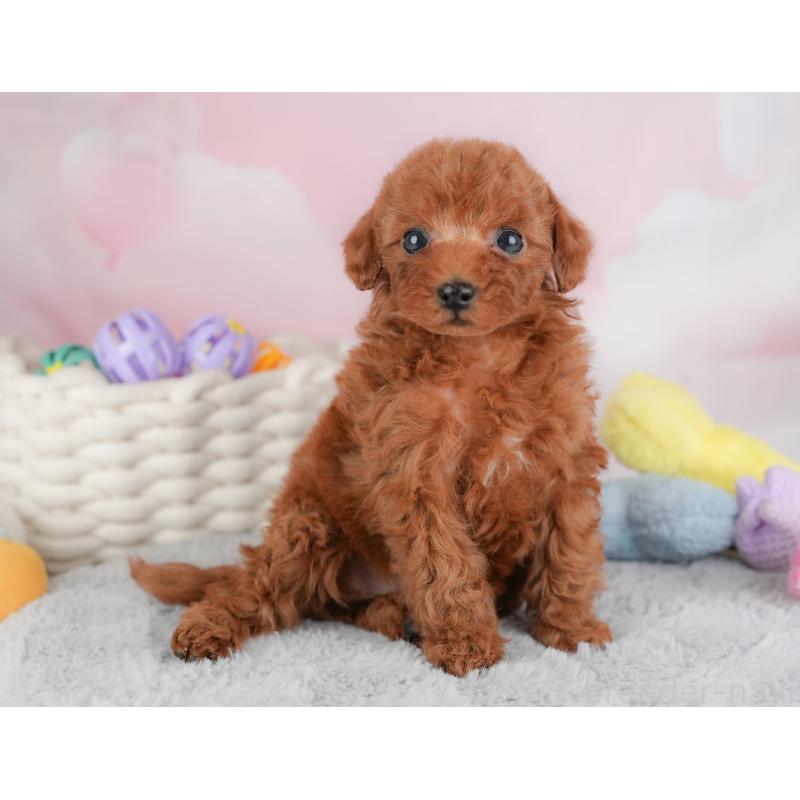 成約済の埼玉県のトイプードル-446452の3枚目