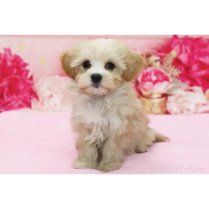 販売中の神奈川県のミックス犬-438232の1枚目