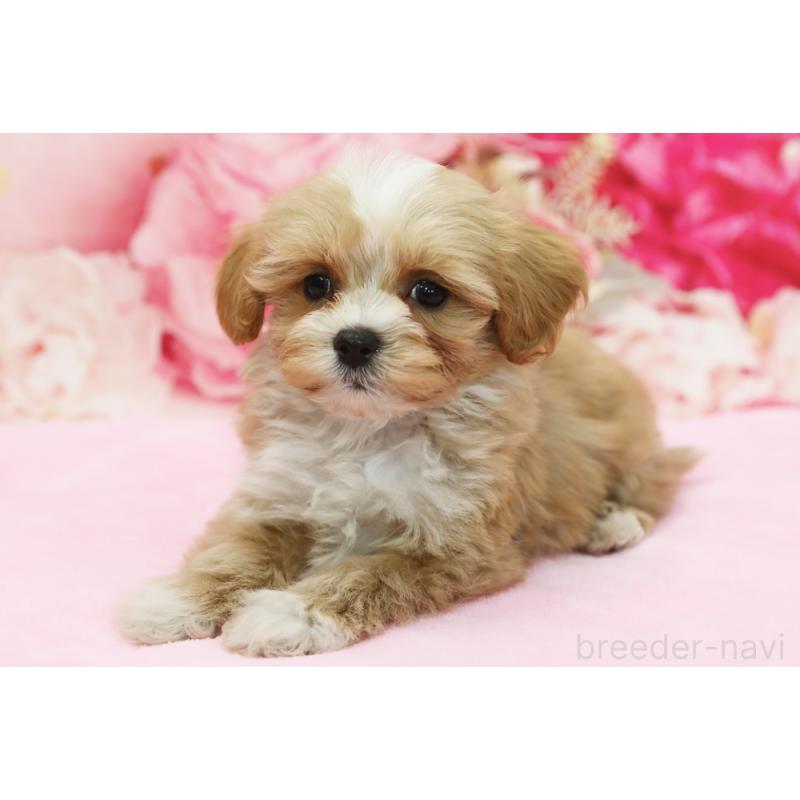 販売中の神奈川県のミックス犬-438233