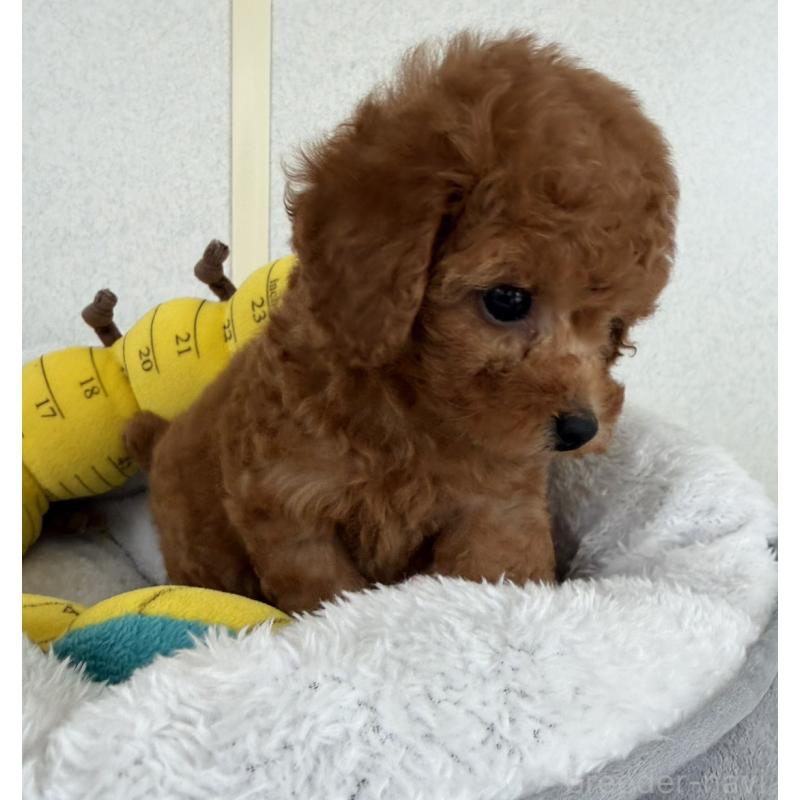 販売中の長崎県のトイプードル-446461の6枚目