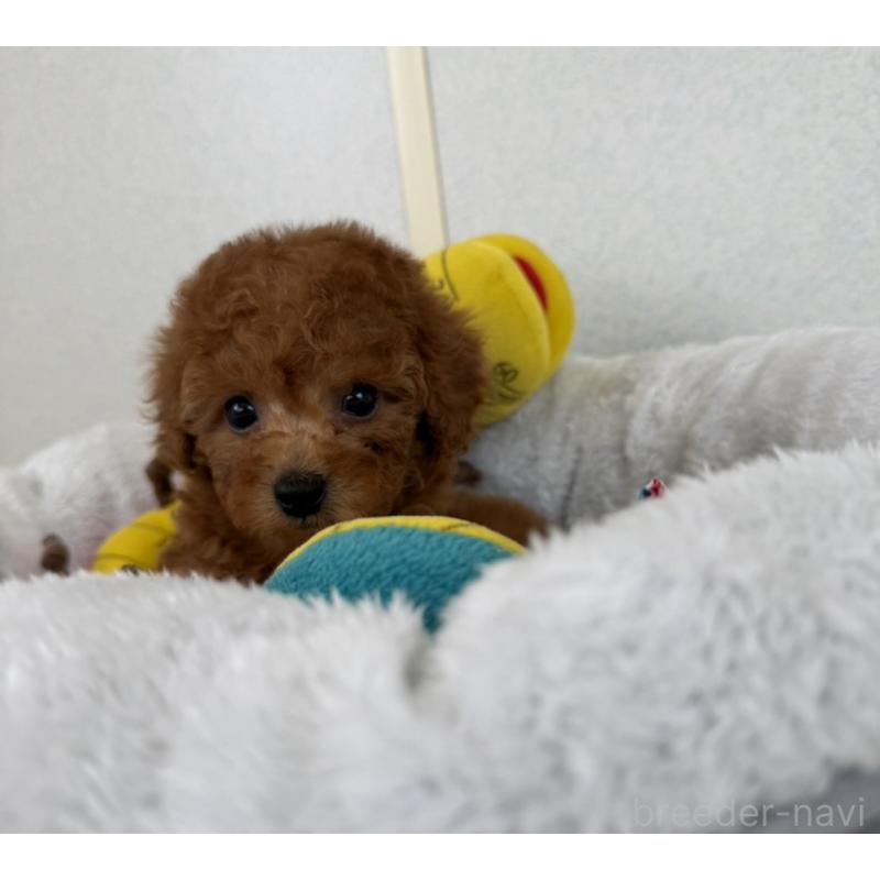 販売中の長崎県のトイプードル-446461の5枚目