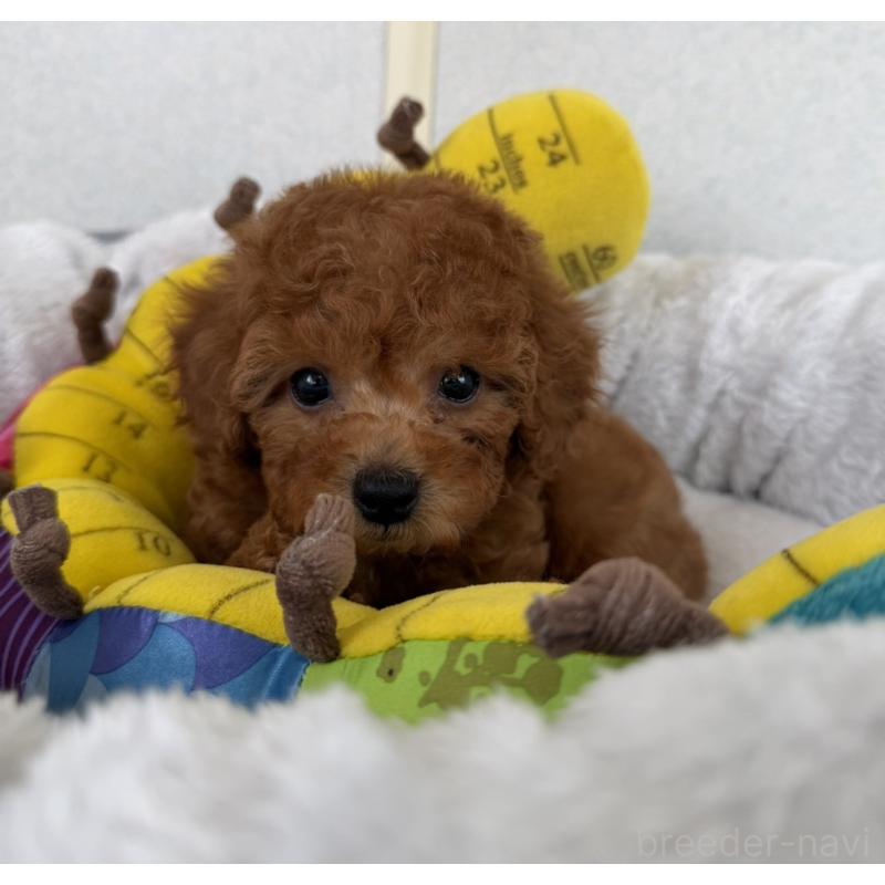 販売中の長崎県のトイプードル-446461の4枚目