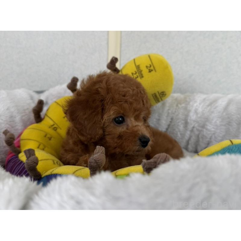 販売中の長崎県のトイプードル-446461の3枚目