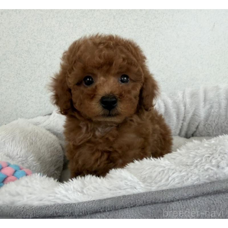 販売中の長崎県のトイプードル-446462の6枚目