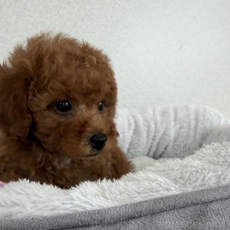 販売中の長崎県のトイプードル-446462の5枚目