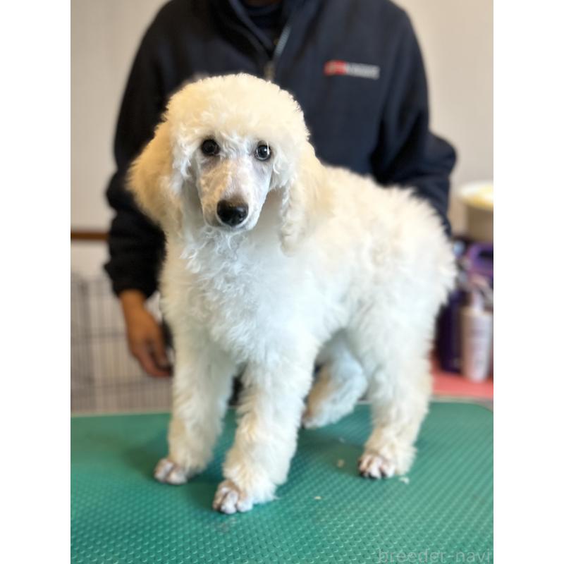 販売中の山梨県のスタンダードプードル-446463の3枚目