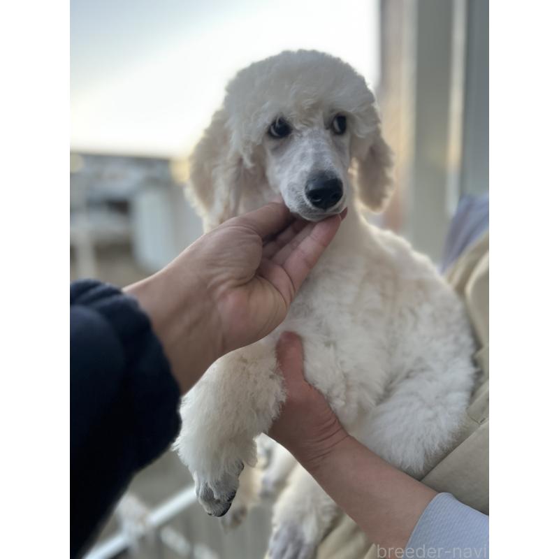 販売中の山梨県のスタンダードプードル-446463の2枚目