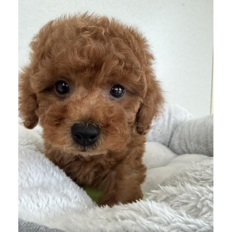 販売中の長崎県のトイプードル-446462の4枚目