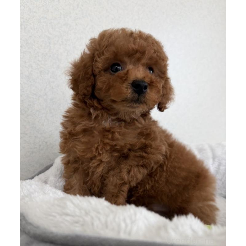 販売中の長崎県のトイプードル-446462の3枚目