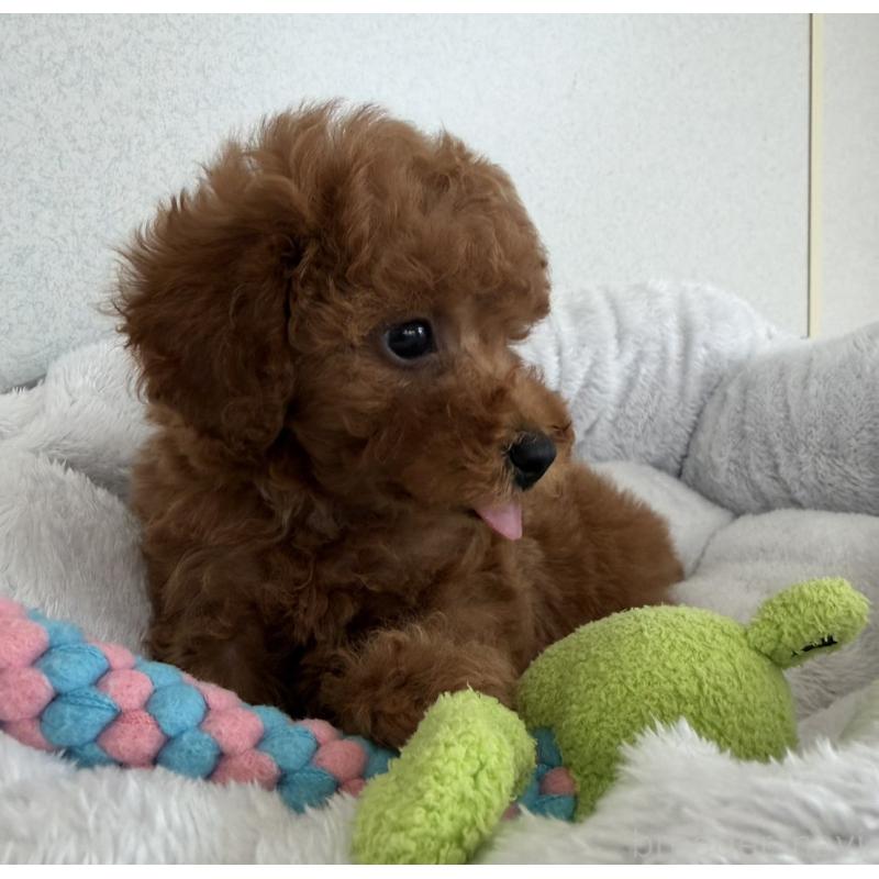 販売中の長崎県のトイプードル-446462の2枚目