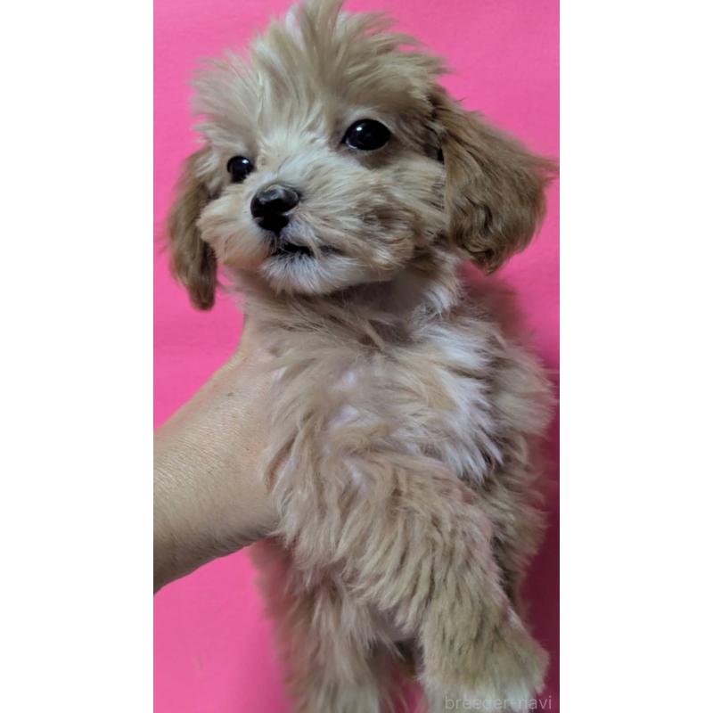 販売中の埼玉県のマルプー:マルチーズ×トイプードル-434620