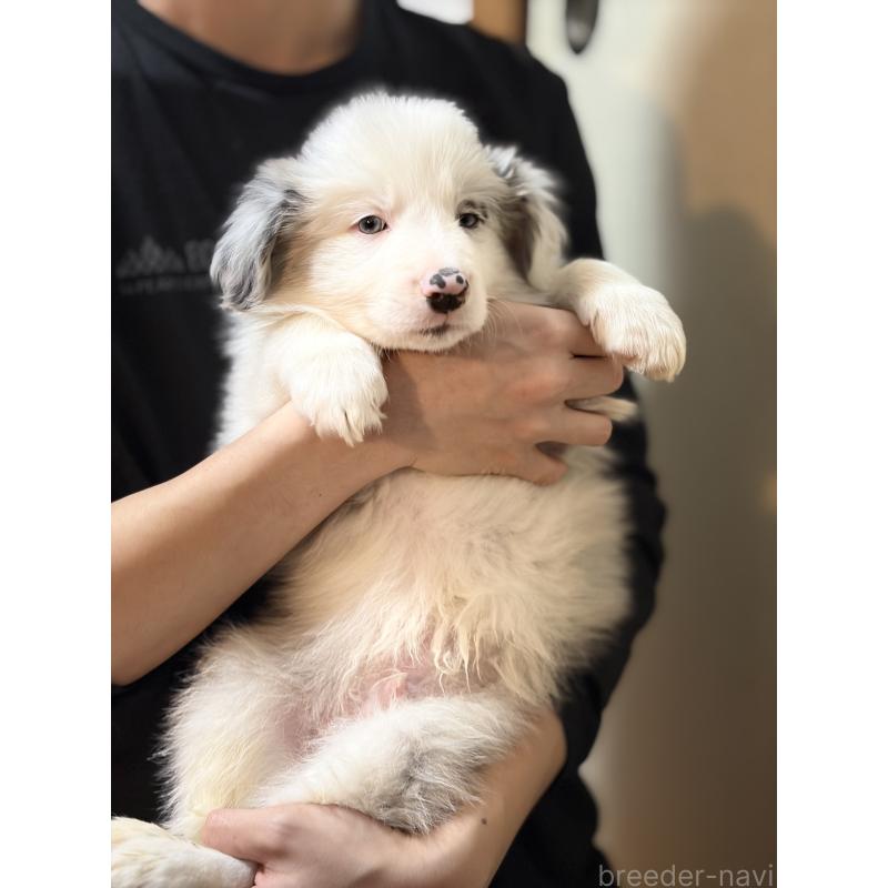 販売中の埼玉県のボーダーコリー-446466の7枚目