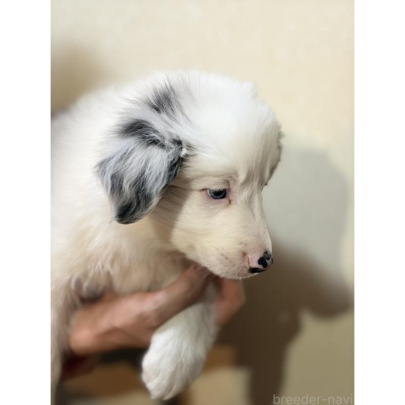 販売中の埼玉県のボーダーコリー-446466の4枚目