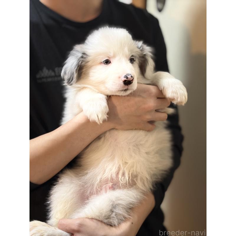 販売中の埼玉県のボーダーコリー-446466の3枚目