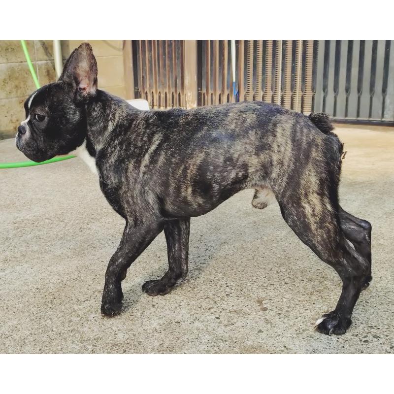 販売中の兵庫県のフレンチブルドッグ-446467の2枚目