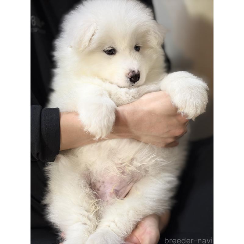 販売中の埼玉県のサモエド-446470の9枚目