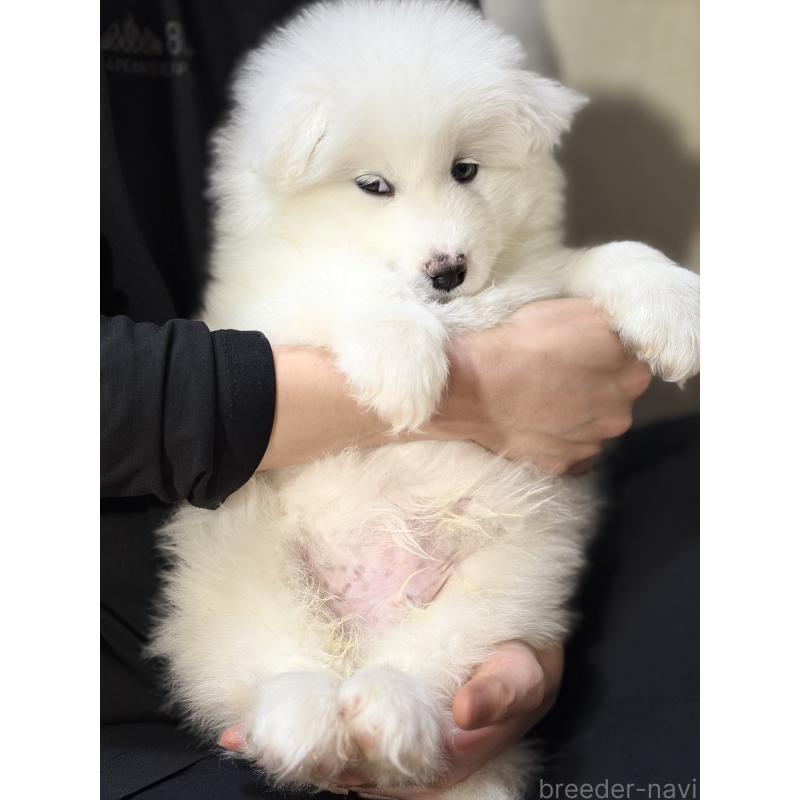 販売中の埼玉県のサモエド-446470の8枚目