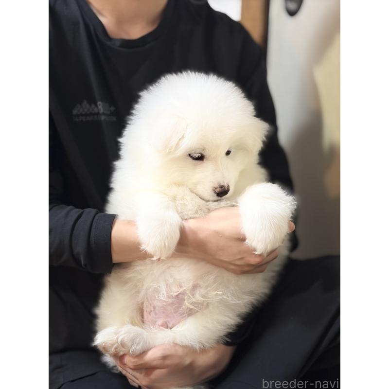 販売中の埼玉県のサモエド-446470の7枚目