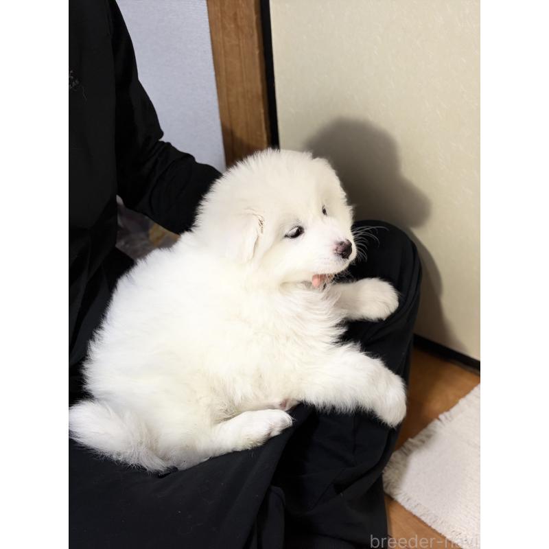 販売中の埼玉県のサモエド-446470の6枚目