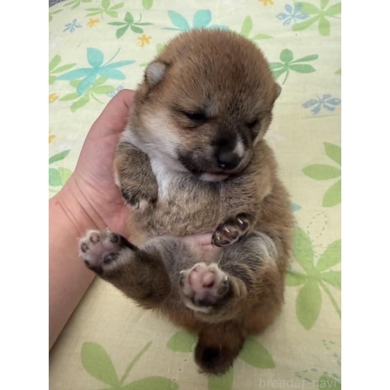 販売中の鹿児島県の豆柴-446471の6枚目