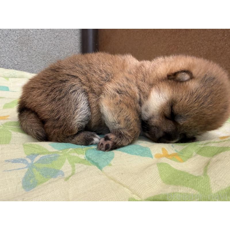 販売中の鹿児島県の豆柴-446471の4枚目