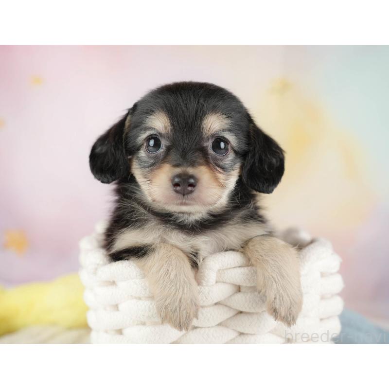 販売中の埼玉県のチワックス:チワワ×ミニチュアダックスフンド-446474の12枚目