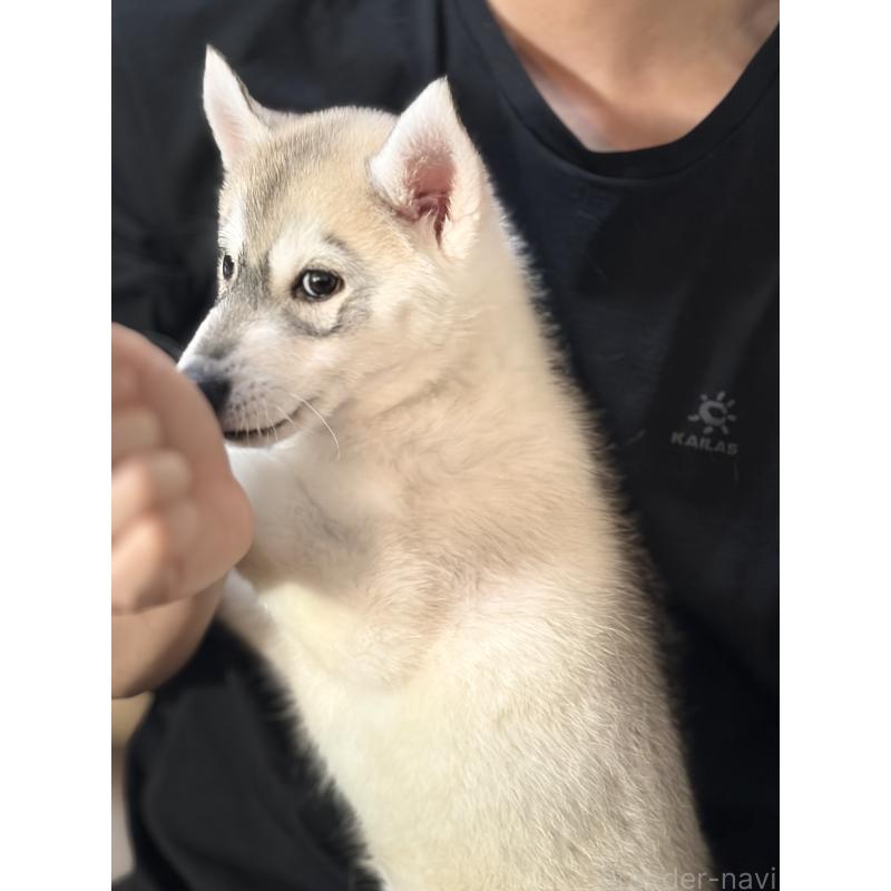 販売中の埼玉県のシベリアンハスキー-446475の14枚目