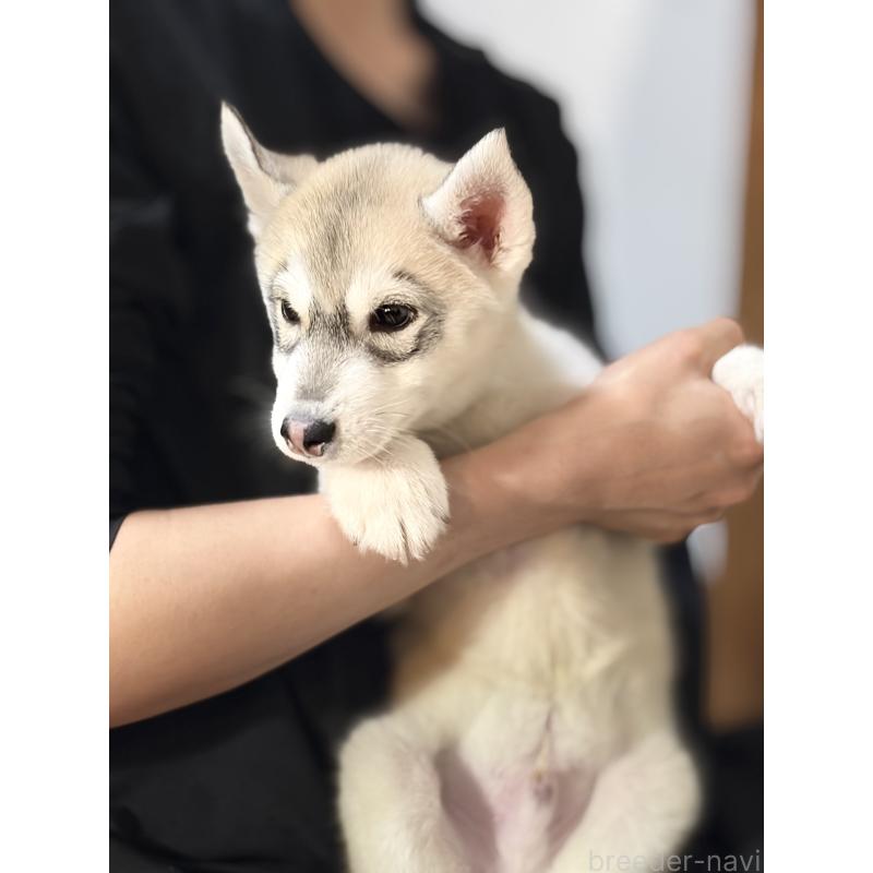 販売中の埼玉県のシベリアンハスキー-446475の13枚目