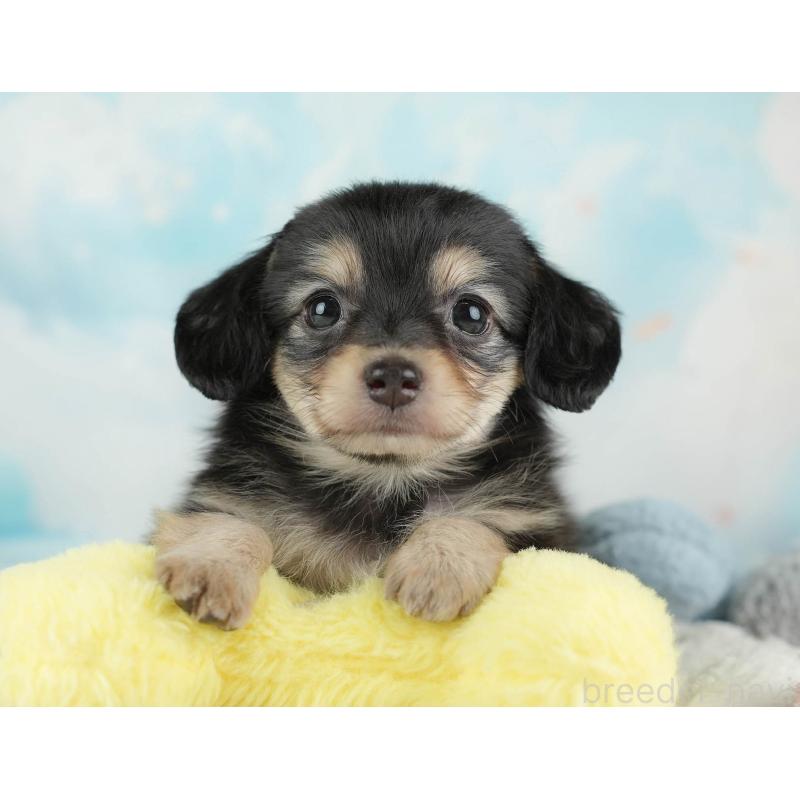 販売中の埼玉県のチワックス:チワワ×ミニチュアダックスフンド-446474の11枚目