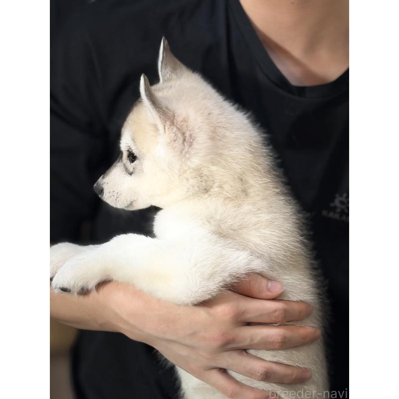 販売中の埼玉県のシベリアンハスキー-446475の11枚目