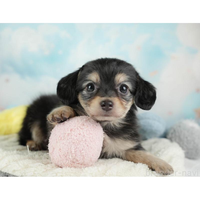 販売中の埼玉県のチワックス:チワワ×ミニチュアダックスフンド-446474の10枚目