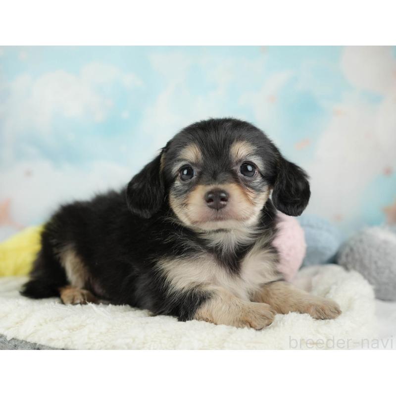 販売中の埼玉県のチワックス:チワワ×ミニチュアダックスフンド-446474の9枚目