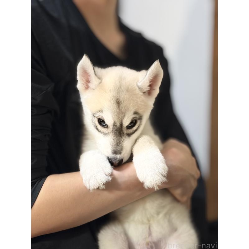 販売中の埼玉県のシベリアンハスキー-446475の9枚目