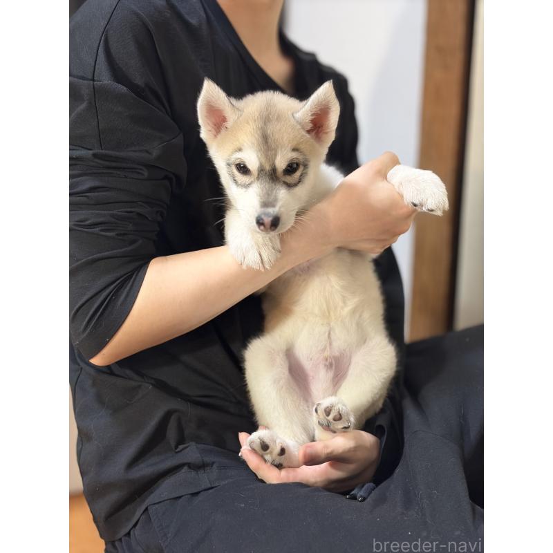 販売中の埼玉県のシベリアンハスキー-446475の8枚目