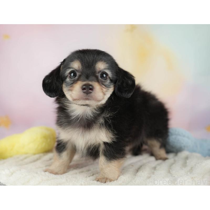 販売中の埼玉県のチワックス:チワワ×ミニチュアダックスフンド-446474の7枚目