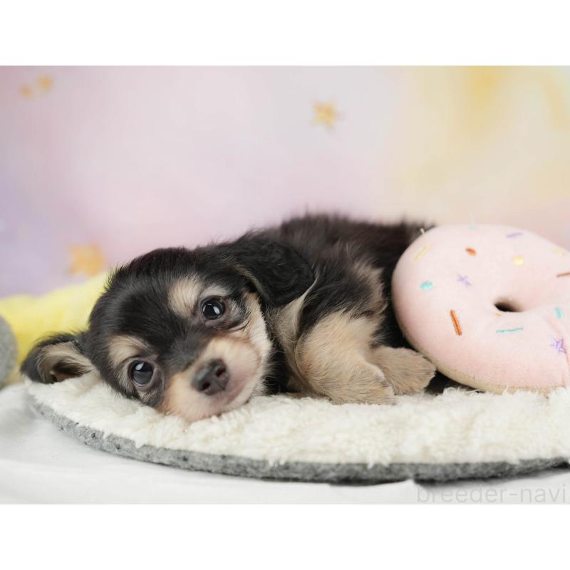 販売中の埼玉県のチワックス:チワワ×ミニチュアダックスフンド-446474の6枚目