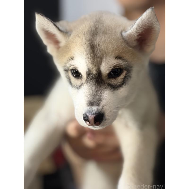 販売中の埼玉県のシベリアンハスキー-446475の7枚目