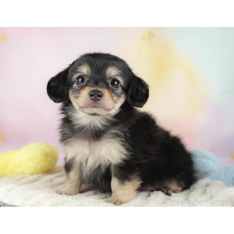 販売中の埼玉県のチワックス:チワワ×ミニチュアダックスフンド-446474の5枚目