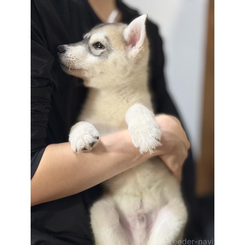販売中の埼玉県のシベリアンハスキー-446475