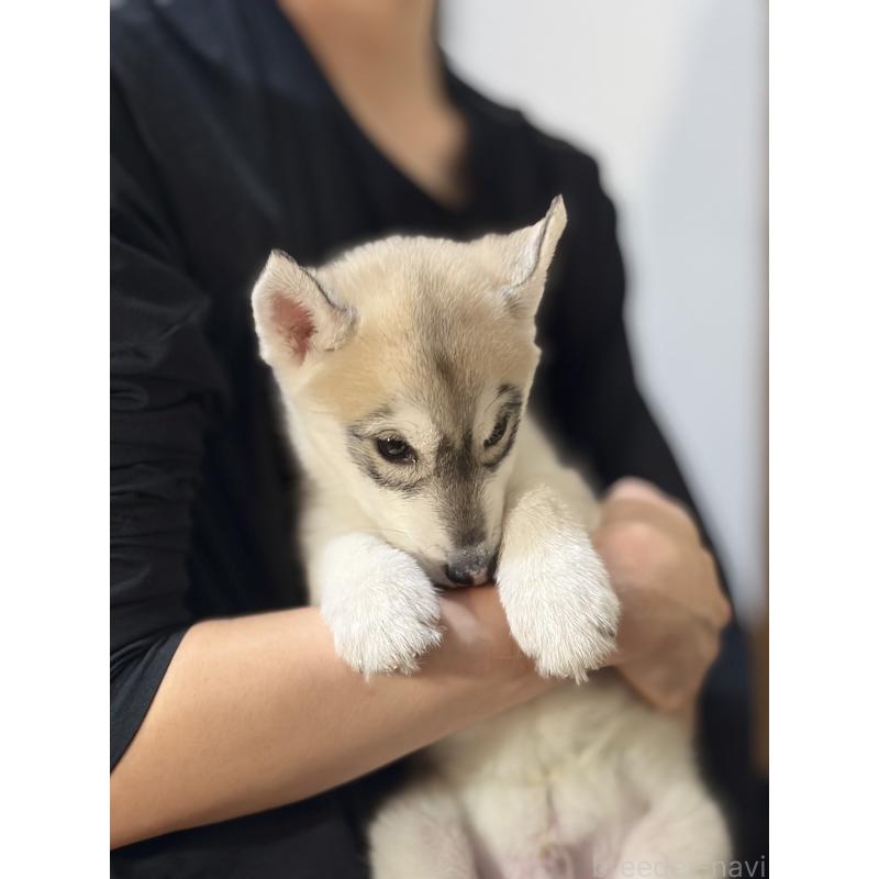 販売中の埼玉県のシベリアンハスキー-446475の5枚目