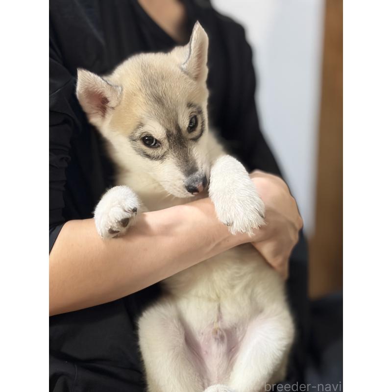 販売中の埼玉県のシベリアンハスキー-446475の4枚目