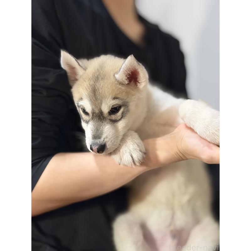 販売中の埼玉県のシベリアンハスキー-446475の3枚目