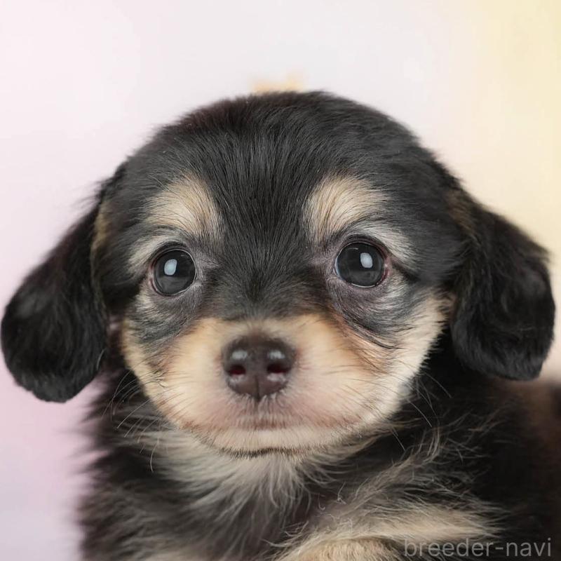 販売中の埼玉県のチワックス:チワワ×ミニチュアダックスフンド-446474の1枚目