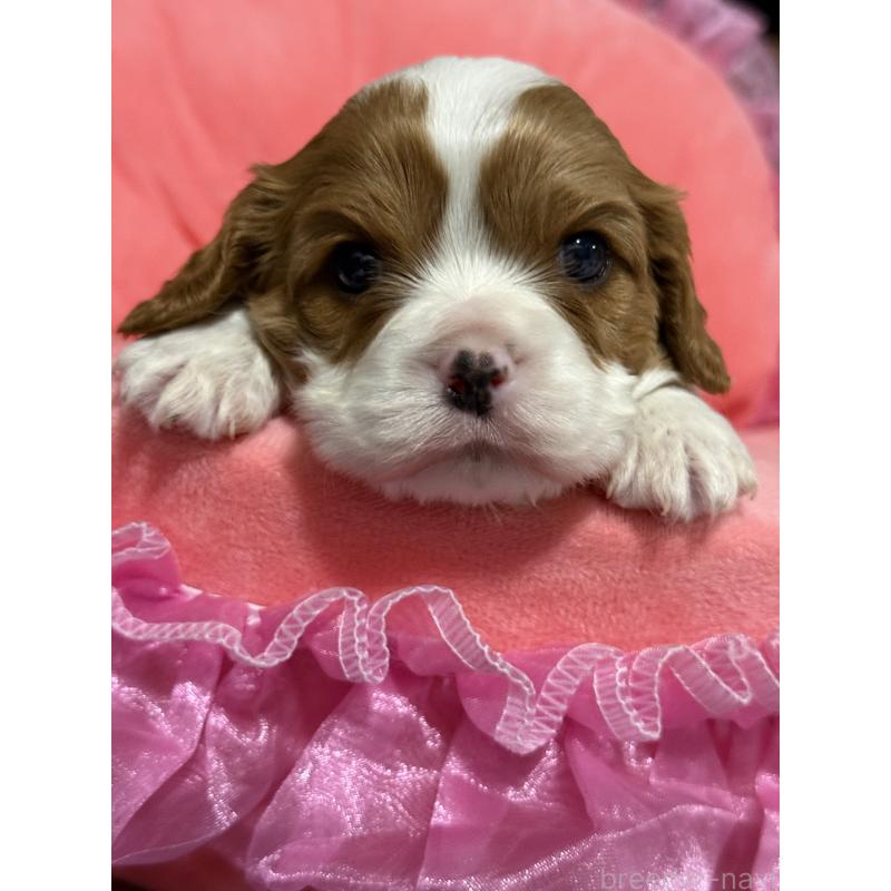 販売中の茨城県のキャバリアキングチャールズスパニエル-446283の6枚目