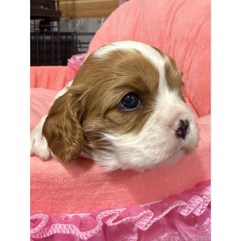 販売中の茨城県のキャバリアキングチャールズスパニエル-446283の5枚目