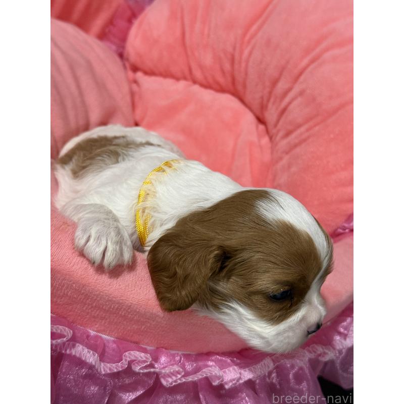 販売中の茨城県のキャバリアキングチャールズスパニエル-446283の4枚目