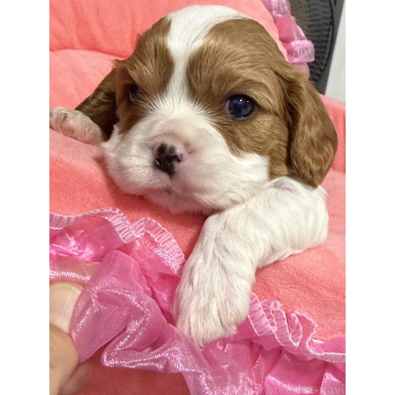 販売中の茨城県のキャバリアキングチャールズスパニエル-446283の3枚目