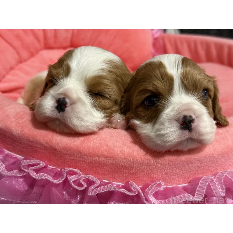 販売中の茨城県のキャバリアキングチャールズスパニエル-446283の2枚目